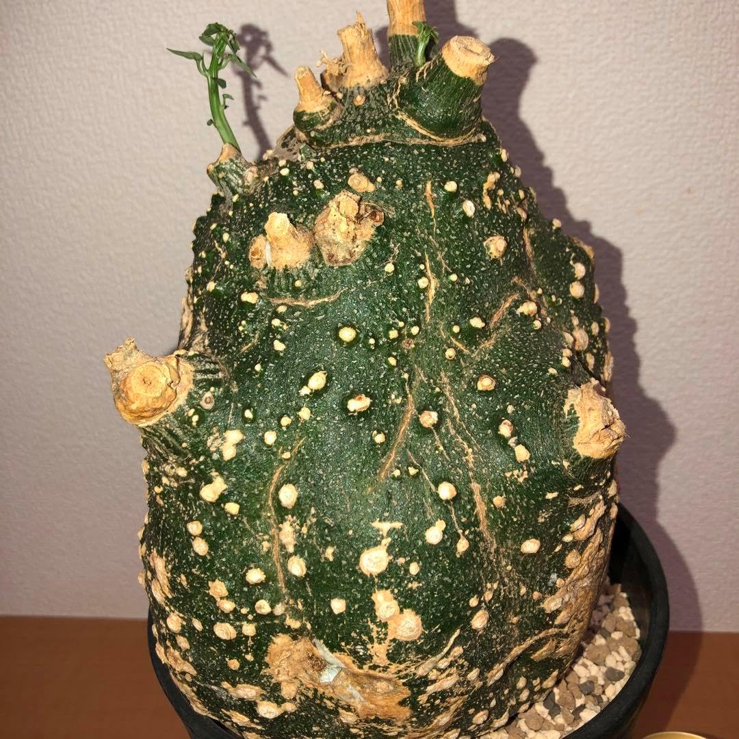 アデニア グロボーサ 現地球 発根株 良型 (鉢付き) アデニア